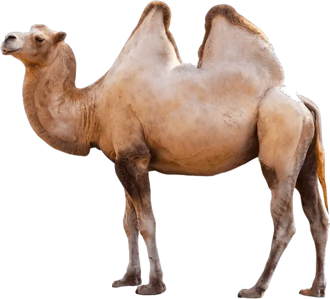  Camel Logo Transparent Png Clipart Camel Transparent Background Camel Png