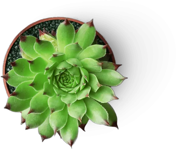  Succulent U0026 Cactus Malaysia U2013 Succulents For Sale Agave Png Succulent Png