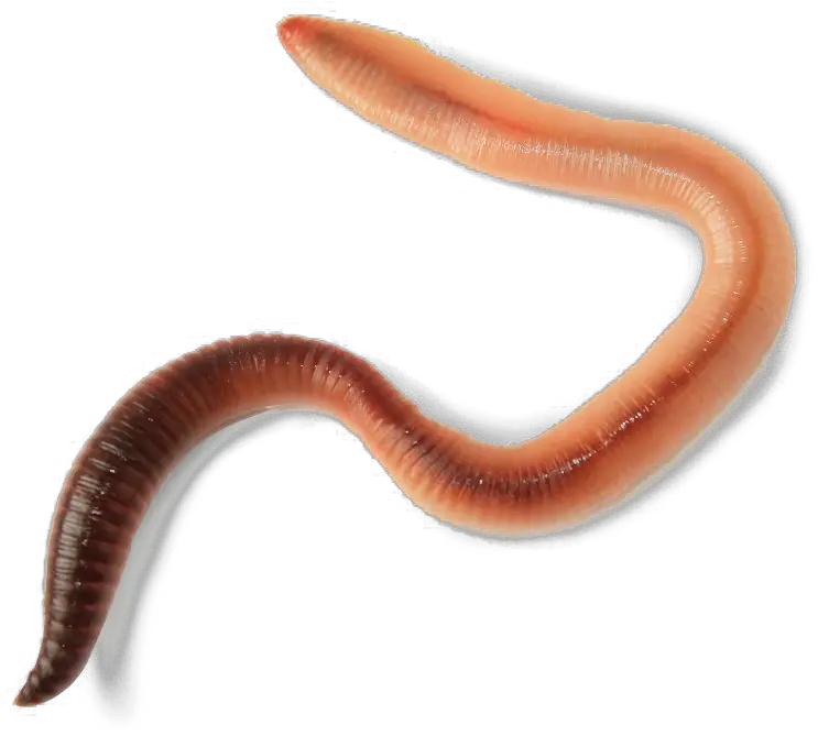  Worms Transparent Image Png Play Worm Transparent Worm Png