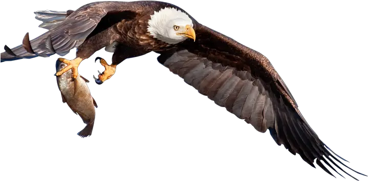  Download Back Top Eagle With Fish Png Fish Png