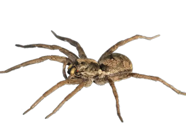  Png Images Transparent Free Download Wolf Spider Transparent Spider Transparent