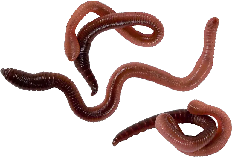  Worms Png Download 3 Classes Of Annelids Worm Png