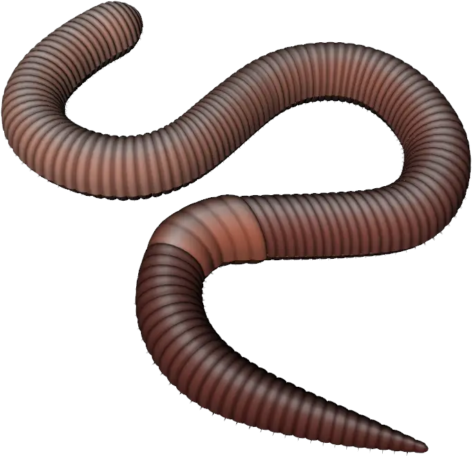  Worms Png Images Free Download Worm Png Transparent Worm Png