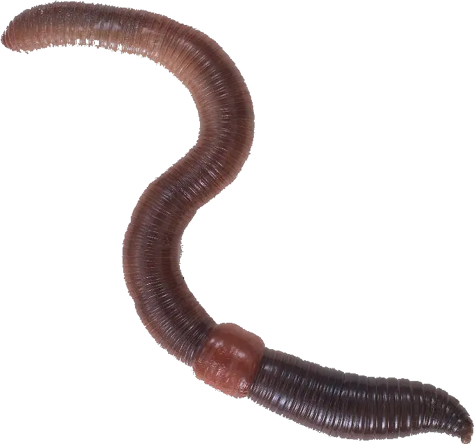  Worm Png 7 Image Earthworm Clip Art Worm Png