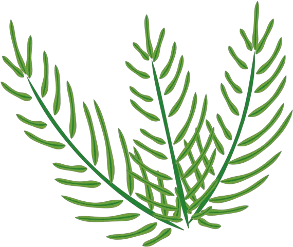  Easter Palm Sunday Plant Flora For Clip Art Png Palm Plant Png