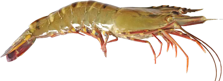  Black Tiger Shrimp Png Image Live Tiger Shrimp Shrimp Png