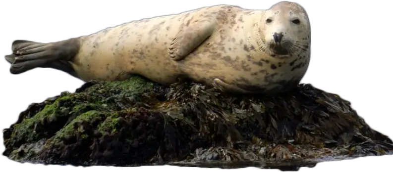  A Seal Sits Harbor Seal Png Seal Png