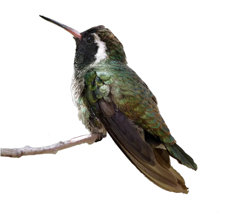  Flying Birds Png Hummingbird Sitting Png Humming Bird Png