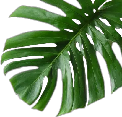  Tropical Plant Png Tropical Plant Green Sticker Palm Tropical Palm Leaves Png Tropical Plants Png