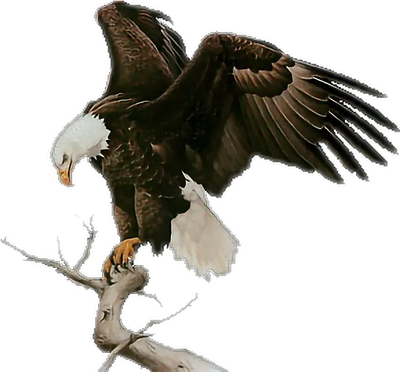  Baldeagle Eagle Aguila En Grafico De Punto De Cruz Png Bald Eagle Transparent