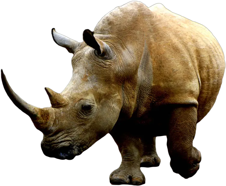  Rhino Png 4 Image White Rhino Transparent Background Rhino Png