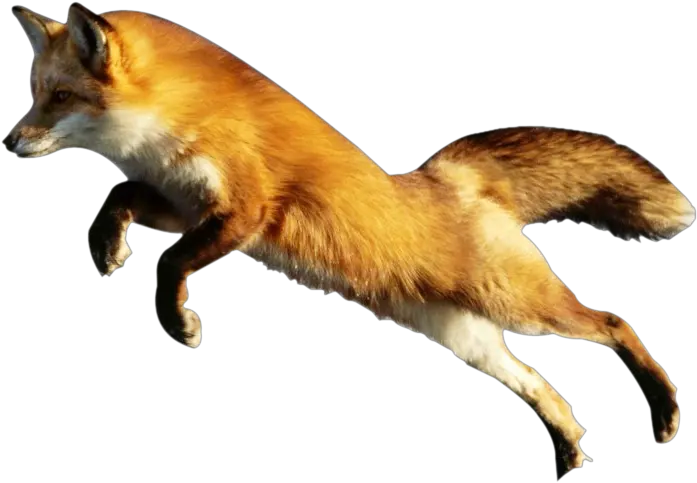  Download Fox Png Image Animal Pictures With No Background Fox Png