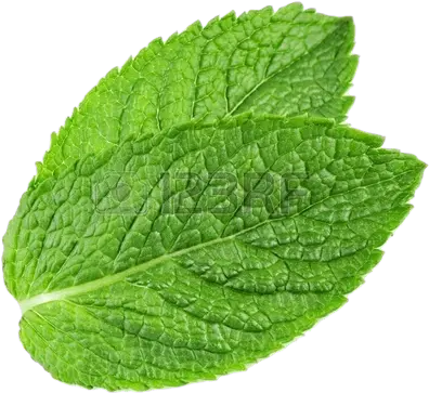  Peppermint Plant Transparent Png Play Transparent Background Mint Leaf Transparent Plant Transparent Background