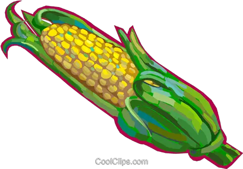  Cob Of Corn Royalty Free Vector Clip Art Illustration Épluchette De Blé D Inde Png Corn Cob Png