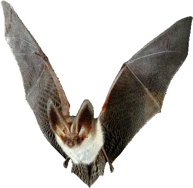  No Background Transparent Vampire Bat Northern Long Eared Bat Png Bat Transparent