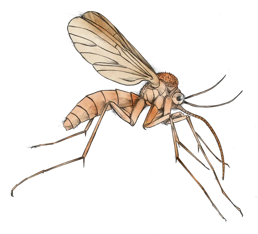  Mosquito Clipart Png Mosquito Of Malaria Clipart Mosquito Transparent