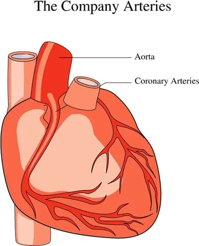  Download Medical Illustration Of A Human Heart Medical Human Heart Clipart Png Human Heart Png