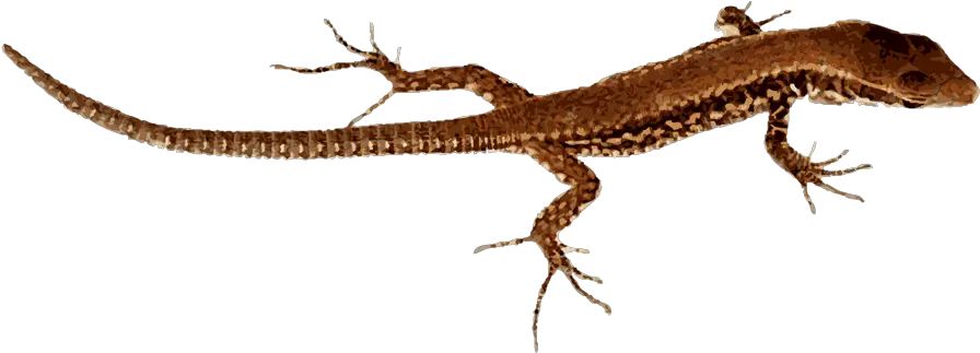  Lizard Png Photo Clipart Png Lizard Lizard Transparent