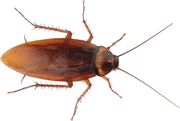  Roach Png Images Free Download Transparent Cockroach Png Cockroach Png