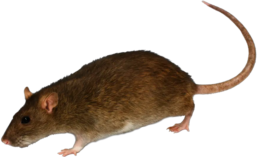  Rat Mouse Icon Png Rat Transparent Background Rat Transparent