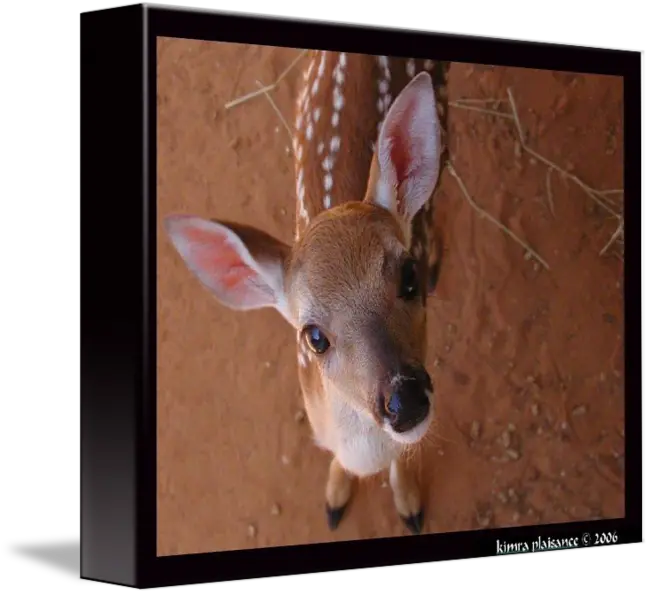  Got Milk Roe Deer Png Got Milk Png