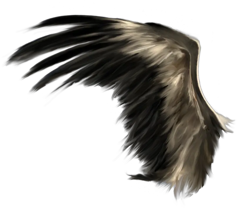  Wings Png Black Angel Wings Png Wing Png