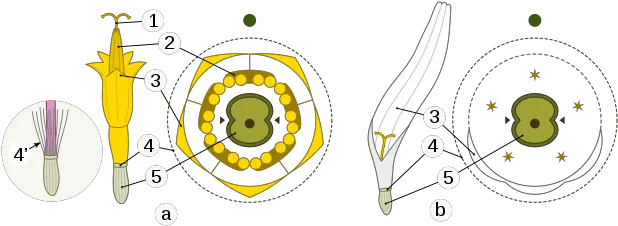  Sunflowers Helianthus Annuus Your Balcony Garden Floral Diagram Of Chrysanthemum Png Yellow Hibiscus Windows Icon 32 X 32