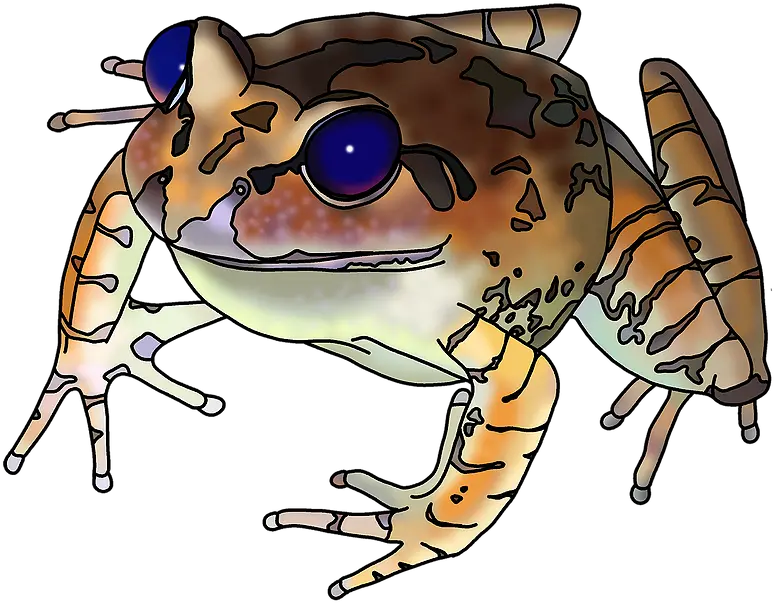  Research Toads Png Frog Icon Png