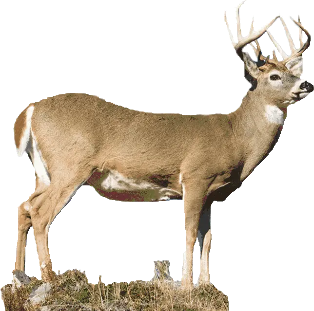  My Fourth Deer Season Elk Png Deer Transparent