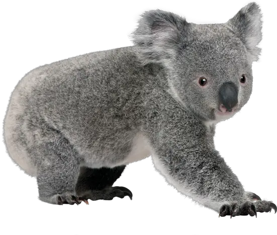  Koala Background Transparent Png Transparent Background Koala Bear Png Koala Transparent