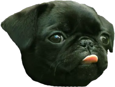  Pug Png Photo 490 Free Png Download Image Png Archive Cute Dogs With Tongues Out Pug Png