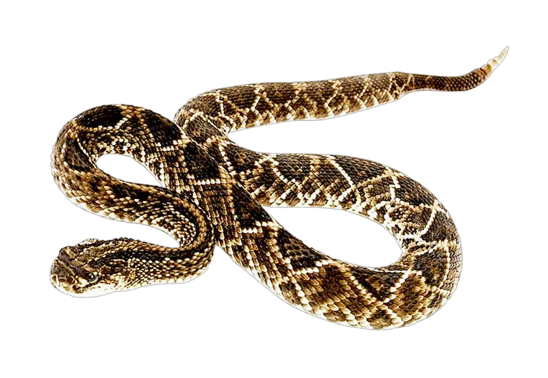  Free Png Snake Images Transparent Rattlesnake Png Snake Png