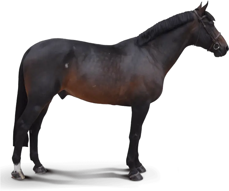  Destello Horse Png Destello Png