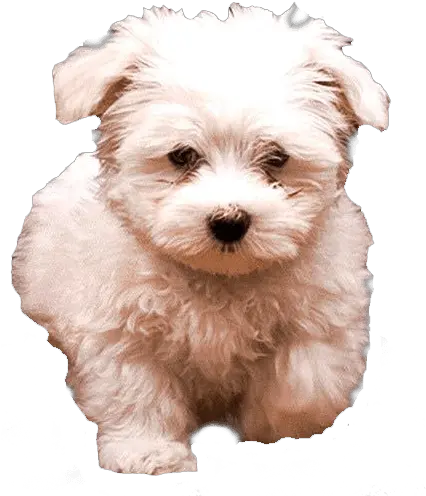  White Fluffy Dog Transparent Image Free Png Images White Dog Transparent Background Funny Dog Png