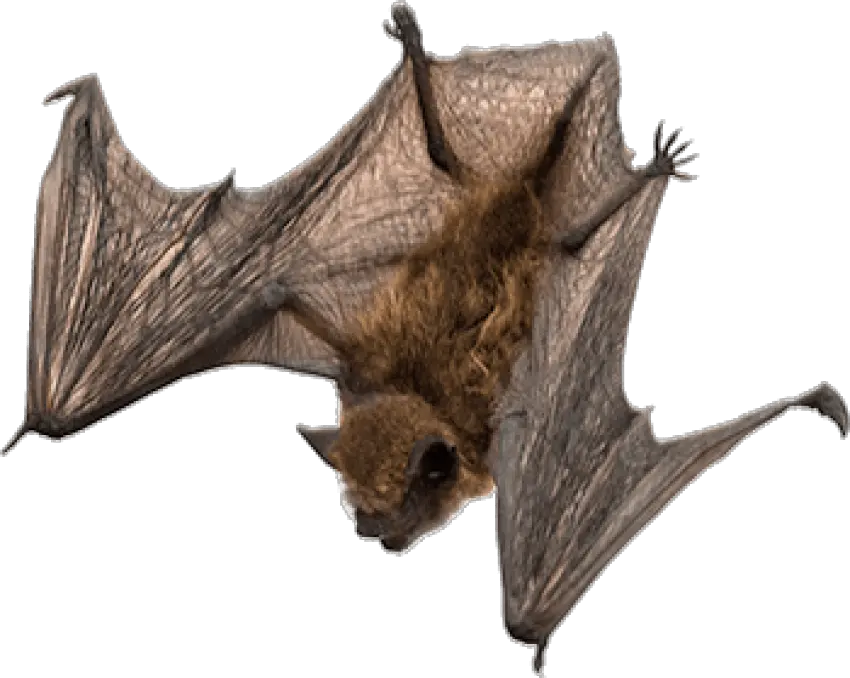  Bats Transparent Png Images Bat Png Bats Png