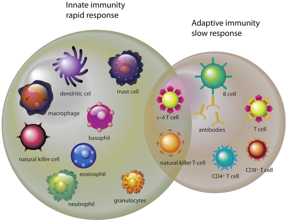  Which Cells Are Important In The Immune System Globulos Blancos En El Sistema Inmunologico Png Cells Png