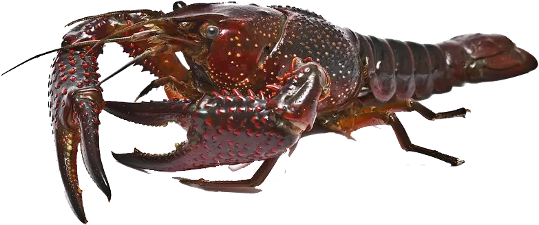  Crawfish Png American Lobster Crawfish Png