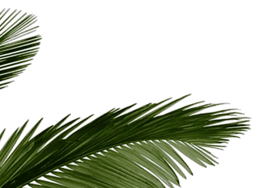  Palm Tree Leaves Tropical Leaf Png Transparent Png Transparent Tropical Leaves Png Palm Tree Leaves Png