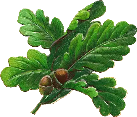  Oak Leaves Png U0026 Free Leavespng Transparent Images Transparent Oak Leaf Png Acorn Transparent Background