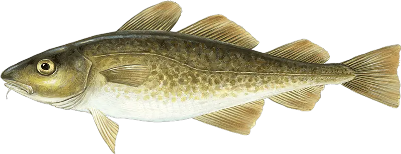  Atlantic Cod Atlantic Cod Fish Png Cod Transparent