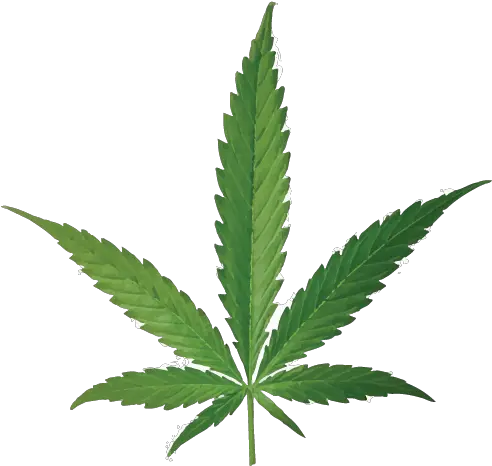  Cannabis Smoking Joint Leaf Bud Cannabis Png Download Hemp Oil Vs Cbd Oil Marijuana Leaf Transparent