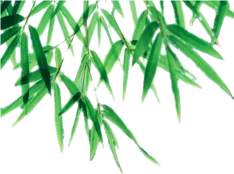  Download Bamboo Leaf Png Picture For Designing Purpose Bamboo Leaves Transparent Vector Png Palm Tree Leaves Png