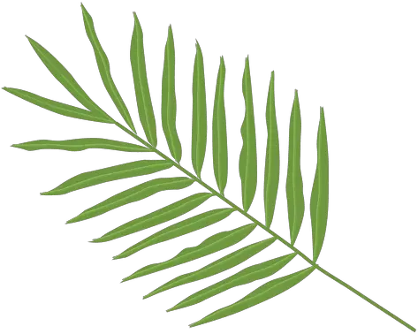  Transparent Png Svg Vector File Palm Tree Leaf Types Palm Tree Leaves Png