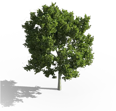  Laubwerk U2013 3d Plants For Cg Artists U0026 Architects Curated Aerial View Trees Png Bushes Transparent