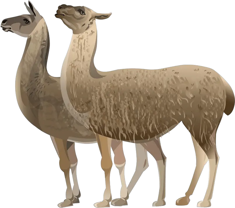  Llama Clipart Illustration Png Llama Transparent