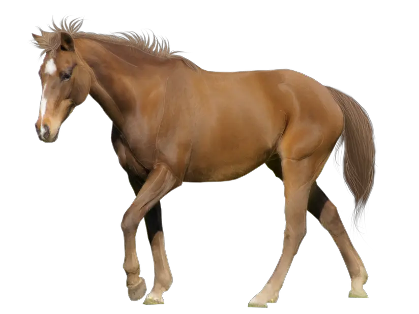  Png Background Horse White Background Horse Transparent