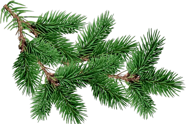  Branch Fir Tree Transparent Png Fir Tree Branch Png Pine Tree Transparent Background