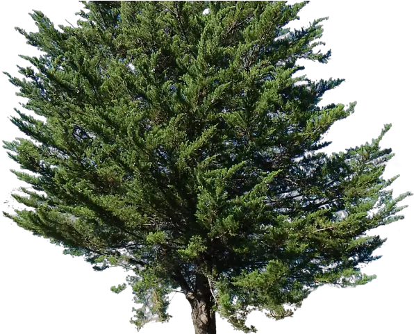  Pine Tree Alpha Png Image Png Top View Pine Pine Tree Transparent Background