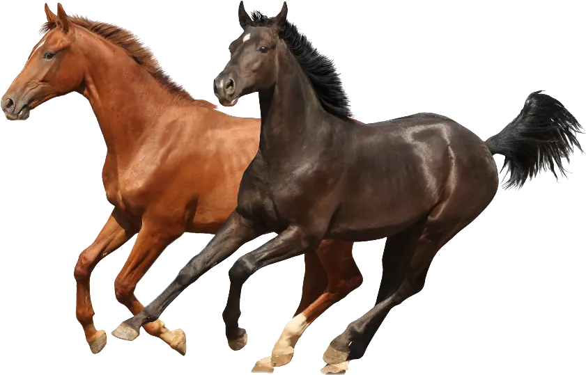  Four Horse Runing Transparent Png Photo Horses Png Horses Png