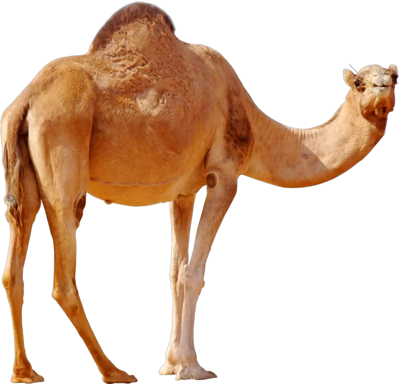  Png Background Camel Png Camel Transparent